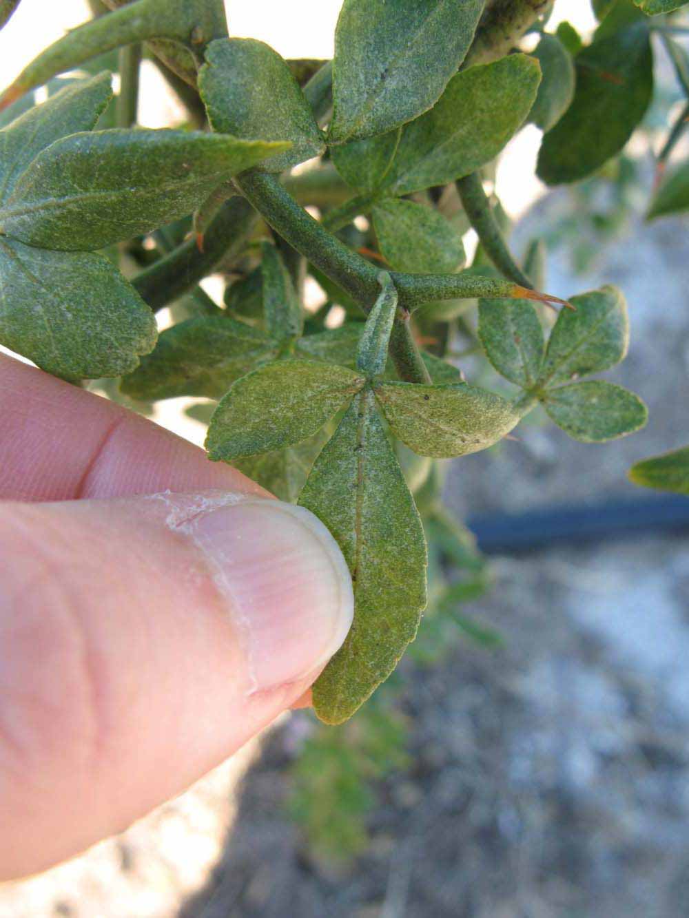              Trifoliolate leaf (Winter Haven, FL)       